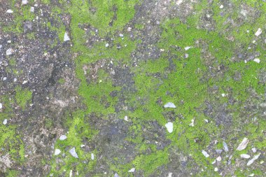 arkaplan dokusu: yosun veya yosun ile kaplı eski beton levhanın yüzeyi