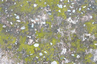 arkaplan dokusu: yosun veya yosun ile kaplı eski beton levhanın yüzeyi
