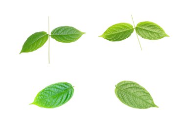 koleksiyon sapı yeşil yaprak beyaz arkaplan izole
