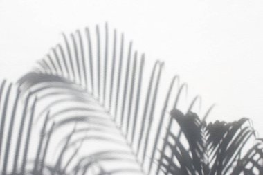 Beton, beyaz ve siyah gölge yaprağının üzerindeki gölge yapraklarının soyut arkaplanı