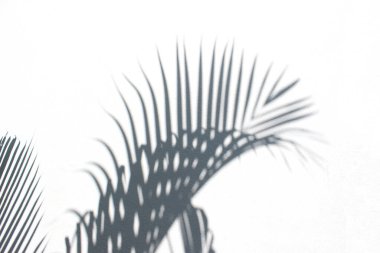 Beton, beyaz ve siyah gölge yaprağının üzerindeki gölge yapraklarının soyut arkaplanı