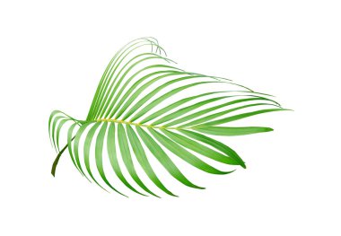 Beyaz arkaplanda izole edilmiş tropikal yeşil palmiye ağacı