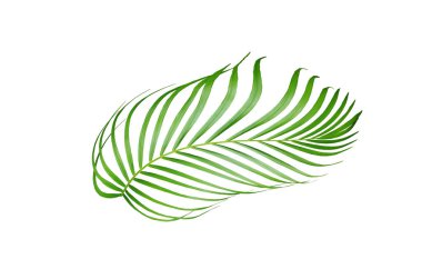 Beyaz arkaplanda izole edilmiş tropikal yeşil palmiye ağacı