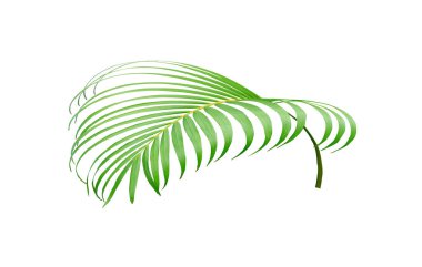 Beyaz arkaplanda izole edilmiş tropikal yeşil palmiye ağacı