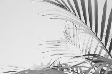 Palmiye yapraklarının soyut gri gölge arkaplanı, siyah ve beyaz tek renk tonu 