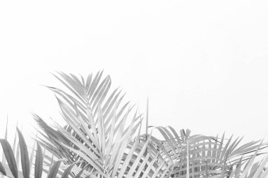 Palmiye yapraklarının soyut gri gölge arkaplanı, siyah ve beyaz tek renk tonu 