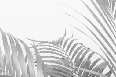 Palmiye yapraklarının soyut gri gölge arkaplanı, siyah ve beyaz tek renk tonu 