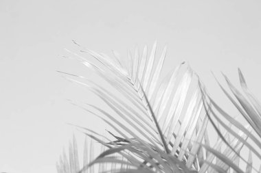 Palmiye yapraklarının soyut gri gölge arkaplanı, siyah ve beyaz tek renk tonu 