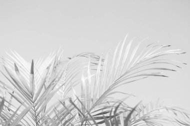 Palmiye yapraklarının soyut gri gölge arkaplanı, siyah ve beyaz tek renk tonu 