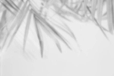 Palmiye yapraklarının bulanık gri gölge arkaplanı, siyah beyaz monokrom tonu 