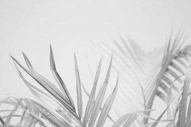 Palmiye yapraklarının soyut gri gölge arkaplanı, siyah ve beyaz tek renk tonu 
