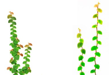 Eski tuğla duvarda yeşil yapraklar 