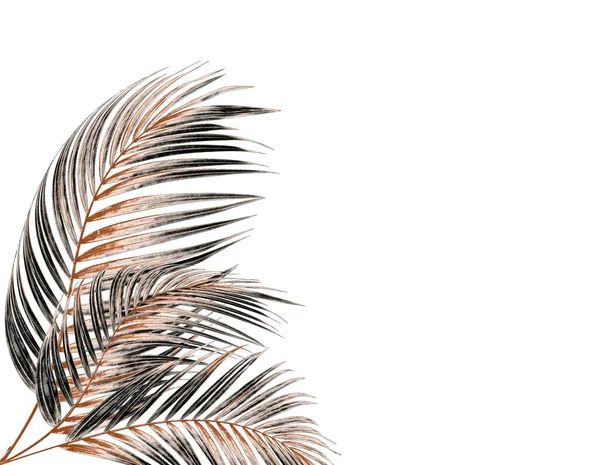 Bladeren Van Palmboom Witte Achtergrond — Stockfoto