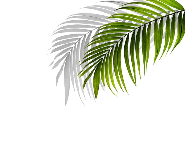 green leaf of palm tree with shadow on white background