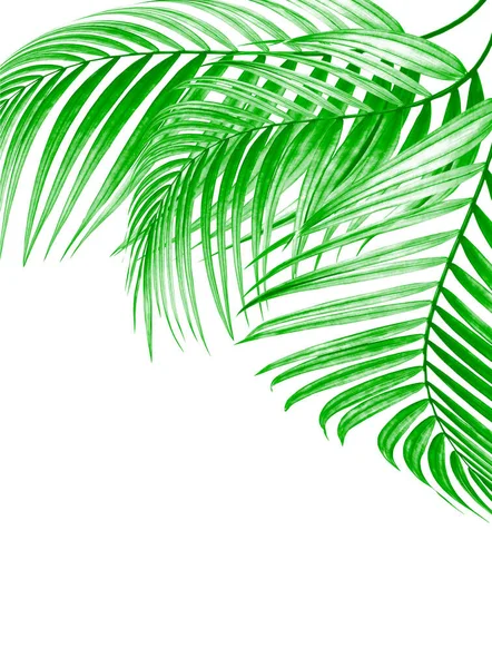 Hoja Verde Palmera Sobre Fondo Blanco — Foto de Stock