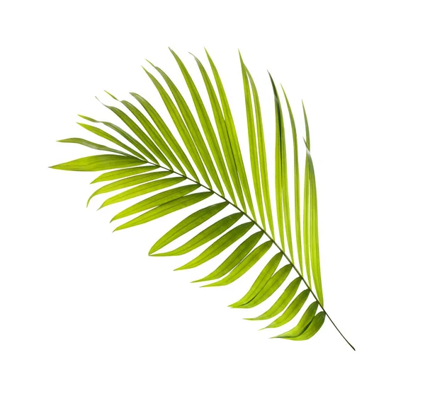 Hoja Verde Palmera Sobre Fondo Blanco — Foto de Stock