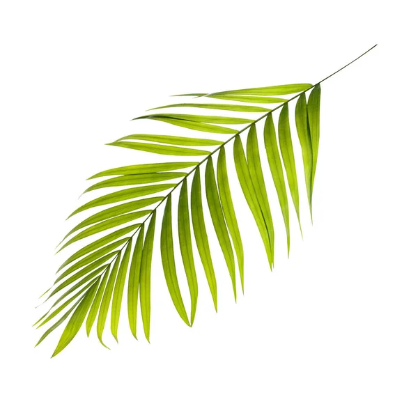 Zelený List Palmy Bílém Pozadí — Stock fotografie