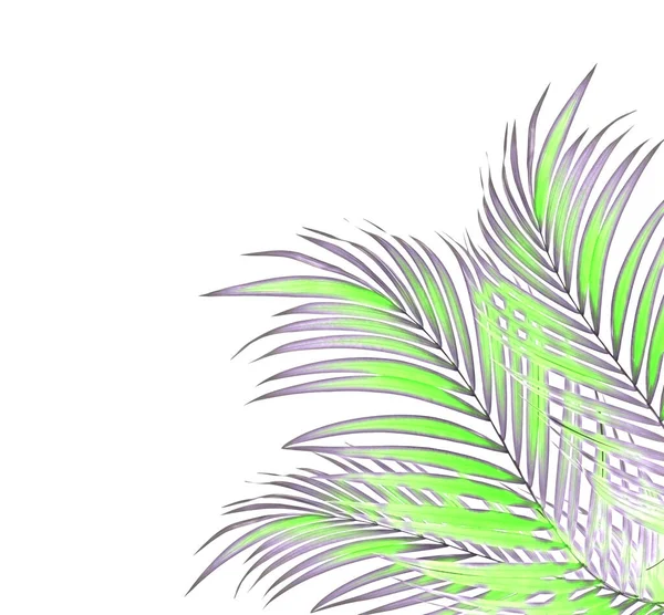 Green Leaf Palm Tree Background — Stock Photo, Image