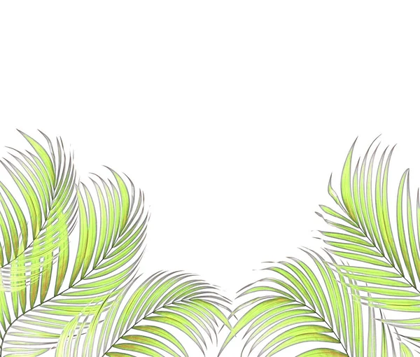 Folha Verde Fundo Palmeira — Fotografia de Stock