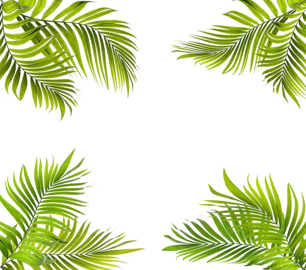 Green Palm Leaf White Summer Background — Stock Photo, Image