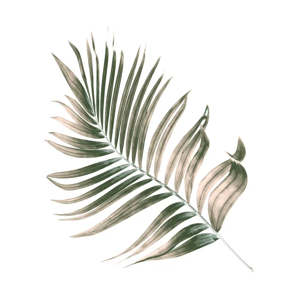 Feuilles Vertes Palmier Sur Fond Blanc — Photo