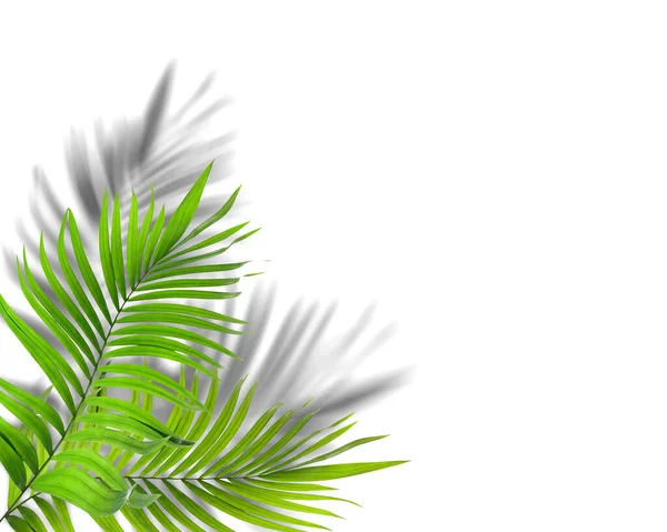 green leaf of palm tree with shadow on white background