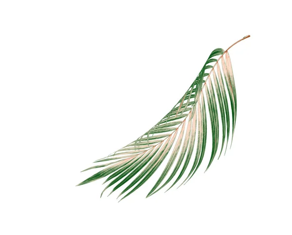 Palmiye Ağacının Yeşil Yaprağı — Stok fotoğraf