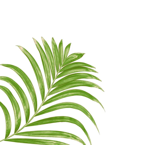 Zielony Liść Palmy Tło — Zdjęcie stockowe