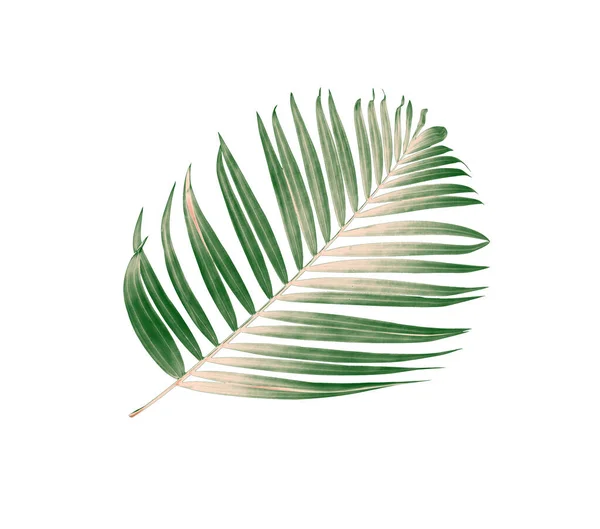 Hoja Verde Fondo Palmera — Foto de Stock