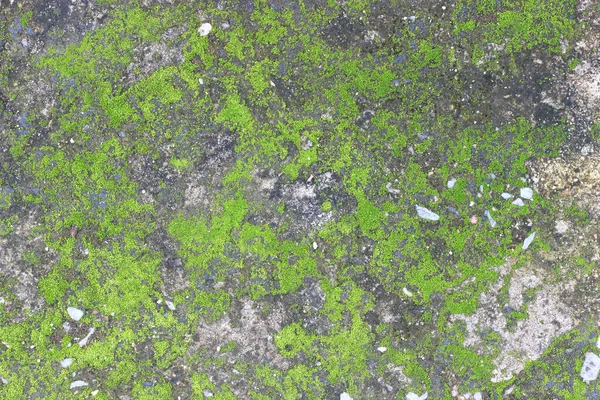 Texture Fond Surface Vieille Dalle Béton Recouverte Mousse Algues — Photo