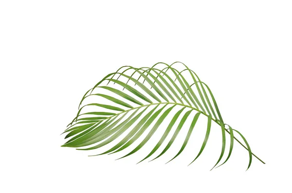 Тропический Зеленый Лист Пальмы Белом Фоне — стоковое фото