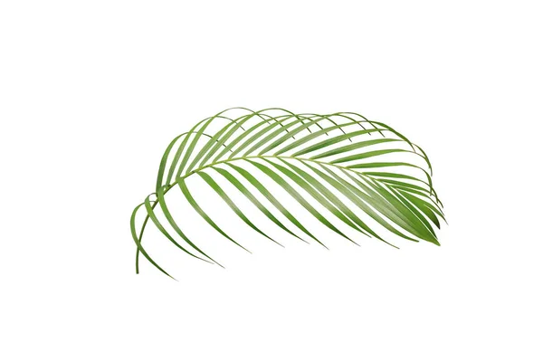 Árvore Folha Palma Verde Tropical Isolada Fundo Branco — Fotografia de Stock