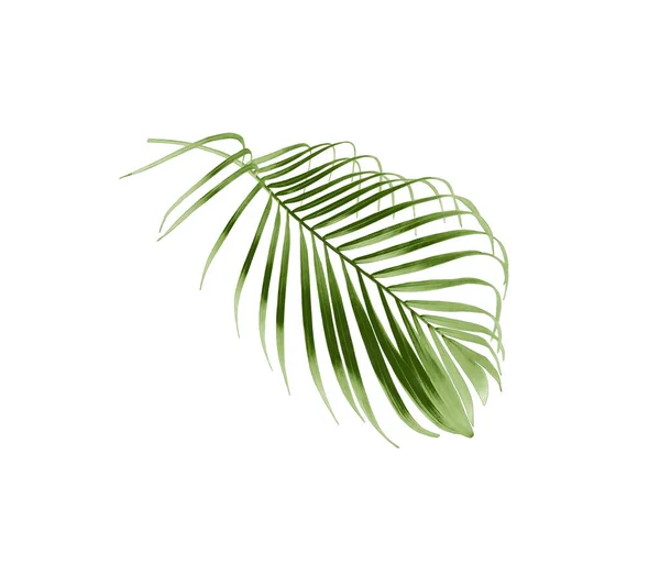 Tropische Groene Palmboom Geïsoleerd Witte Achtergrond — Stockfoto