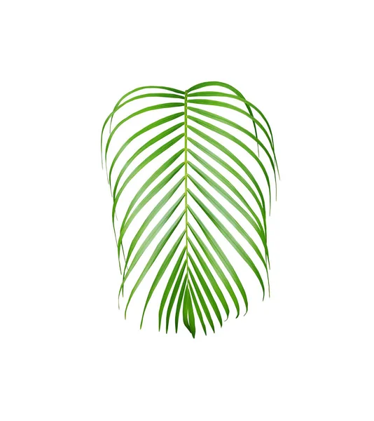 Árvore Folha Palma Verde Tropical Isolada Fundo Branco — Fotografia de Stock