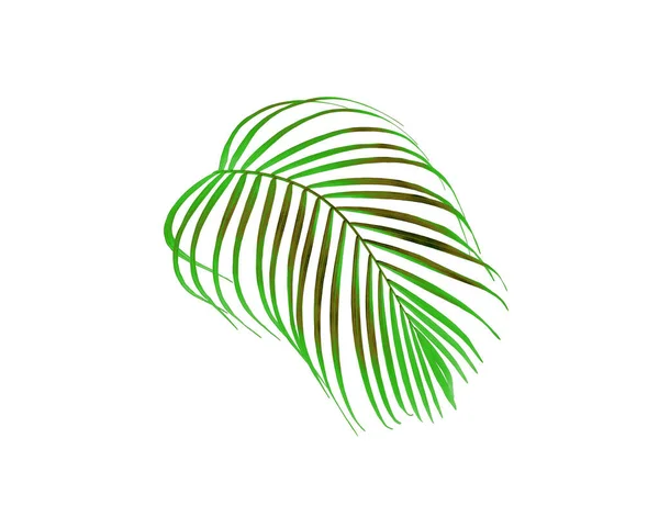 Árvore Folha Palma Verde Tropical Isolada Fundo Branco — Fotografia de Stock