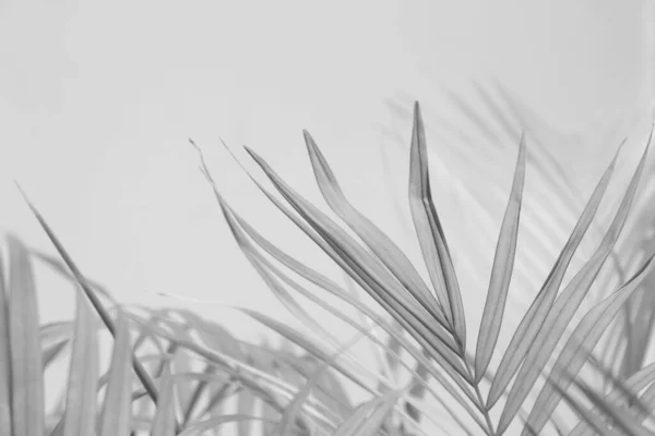 Abstract Gray Shadow Background Palm Leaves Black White Monochrome Tone — Stock Photo, Image