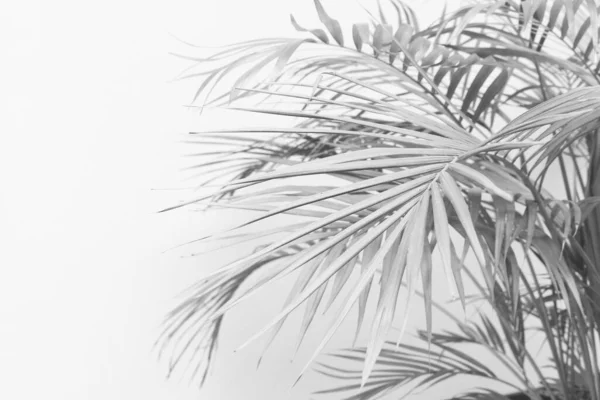 Abstract Gray Shadow Background Palm Leaves Black White Monochrome Tone — Stock Photo, Image