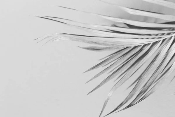 アブストラクトヤシの葉 黒と白のモノクロームトーンの灰色の影の背景 — ストック写真