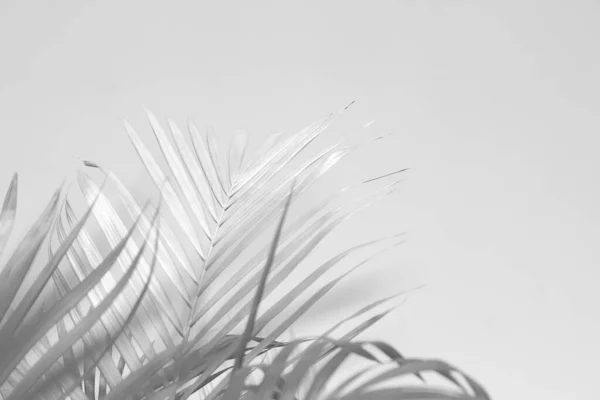 Abstract Grijze Schaduw Achtergrond Van Palmbladeren Zwart Wit Monochrome Toon — Stockfoto