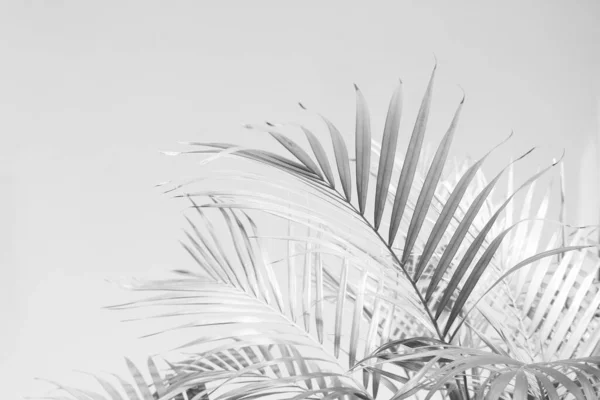 Abstract Gray Shadow Background Palm Leaves Black White Monochrome Tone — Stock Photo, Image