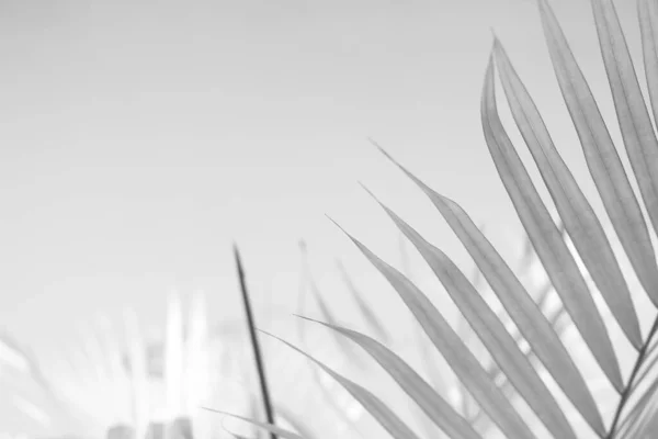 Abstract Gray Shadow Background Palm Leaves Black White Monochrome Tone — Stock Photo, Image