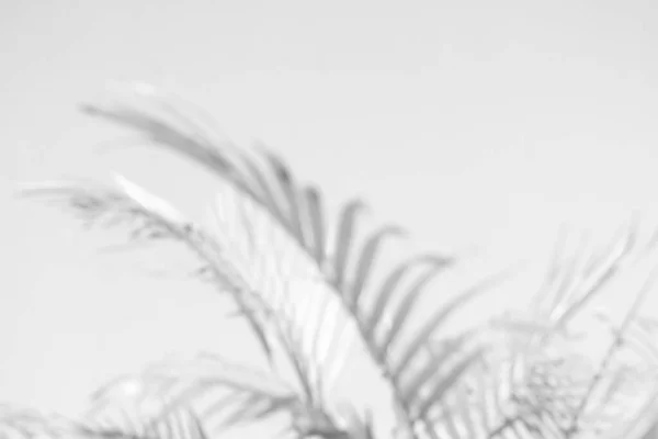 棕榈叶模糊的抽象灰色阴影背景 黑白单色色调 — 图库照片