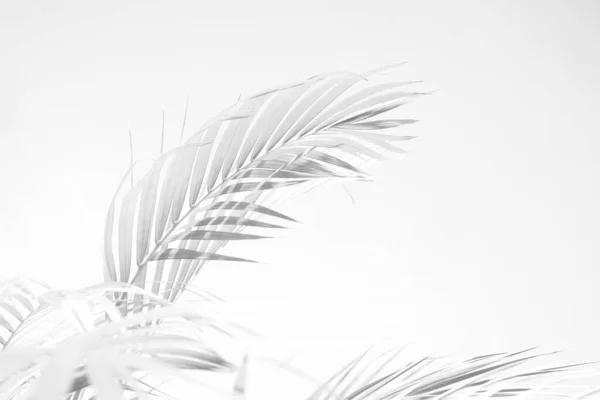 Абстрактный Серый Фон Пальмовых Листьев Черный Белый Монохромный Тон — стоковое фото