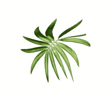 yeşil palmiye yaprağı yaz için beyaz üzerine izole