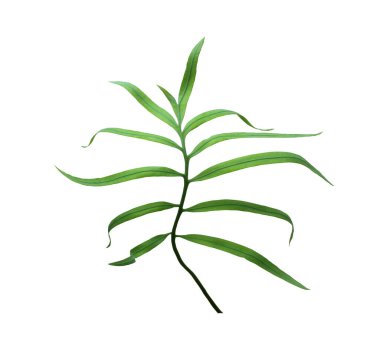 yeşil palmiye yaprağı yaz için beyaz üzerine izole