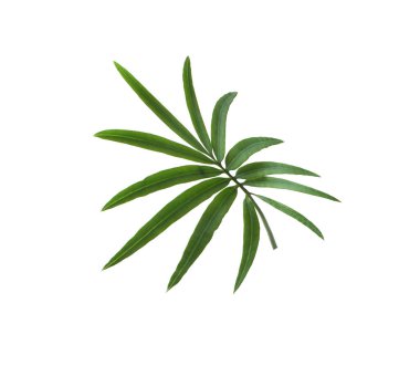 yeşil palmiye yaprağı yaz için beyaz üzerine izole