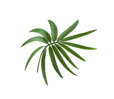 yeşil palmiye yaprağı yaz için beyaz üzerine izole