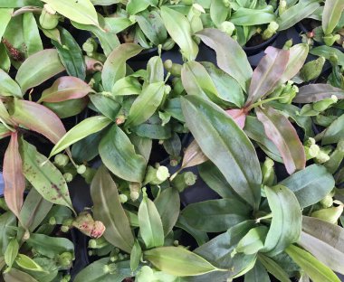 Bataklık sürahisi bitkisi ya da maymun bardağı yaprağı