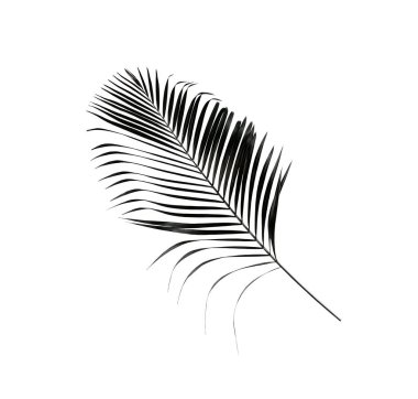 yeşil palmiye yaprağı yaz için beyaz üzerine izole