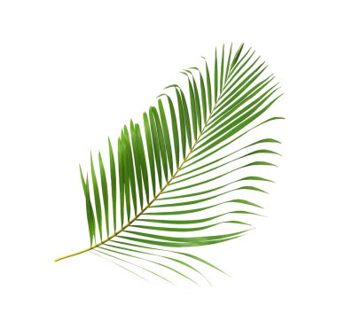 yeşil palmiye yaprağı yaz için beyaz üzerine izole